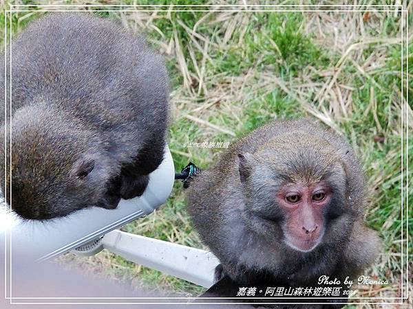 嘉義。阿里山森林遊樂區(六)