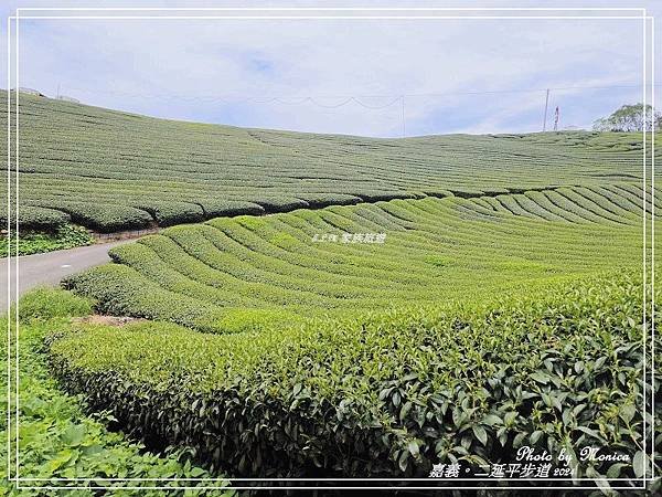 嘉義。二延平茶園之旅