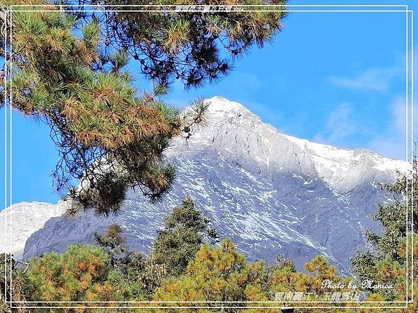 雲南麗江。玉龍雪山雲杉坪