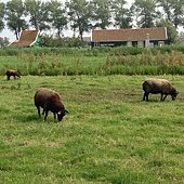 IMG_5528.JPG