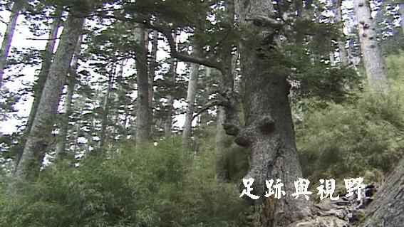 玉山圓柏林.JPG