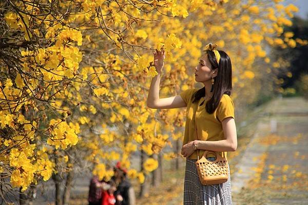 彰化--陳井寮等黃花風鈴木