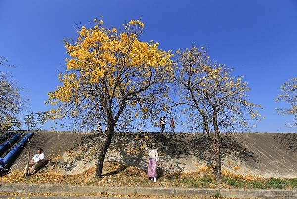 彰化--陳井寮等黃花風鈴木