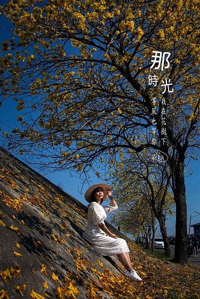 彰化--陳井寮等黃花風鈴木