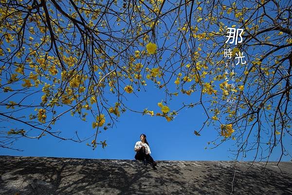 彰化--陳井寮等黃花風鈴木