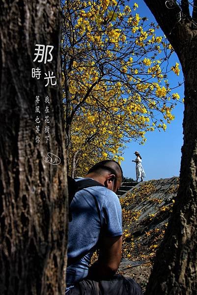 彰化--陳井寮等黃花風鈴木