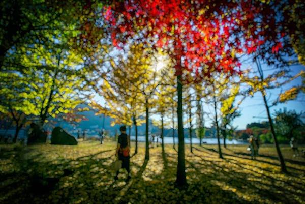 2023日本楓之旅--河口湖