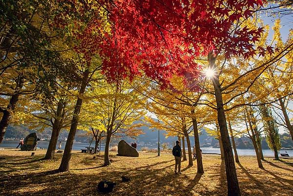 2023日本楓之旅--河口湖