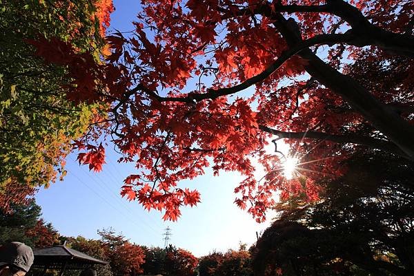 2024北海道--平岡樹藝中心