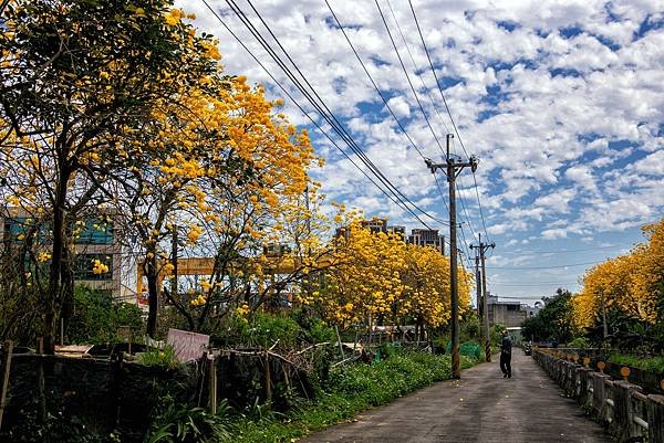 桃園--楊梅黃花風鈴木