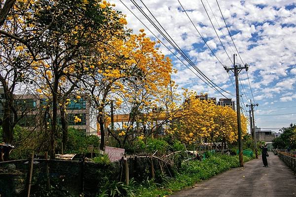 桃園--楊梅黃花風鈴木