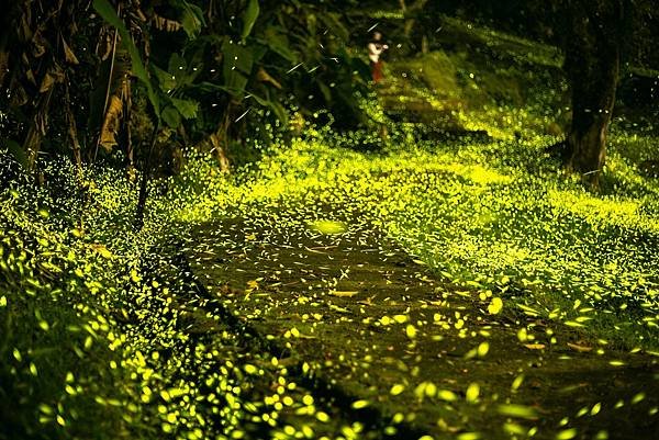 桃園--石門水庫螢火蟲