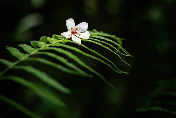 桃園--小粗坑桐花