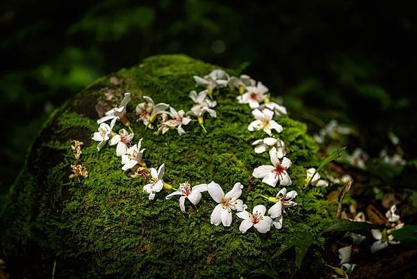 桃園--小粗坑桐花