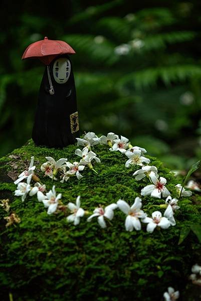 桃園--小粗坑桐花