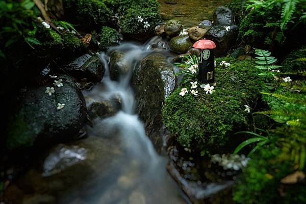 桃園--小粗坑桐花
