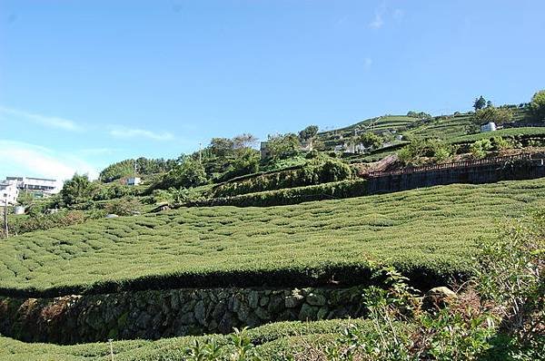 DSC_2392.1.jpg