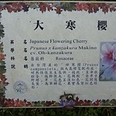 中正紀念堂櫻花開了!