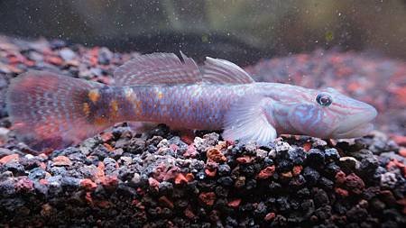 台灣吻鰕虎公魚.JPG