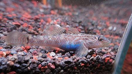 台灣吻鰕虎母魚.JPG