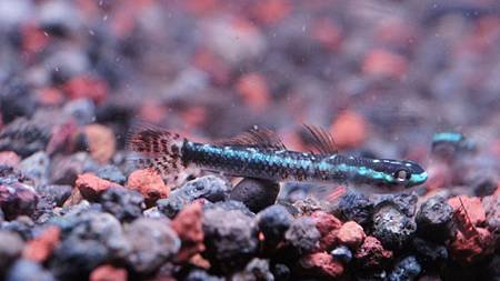黑鰭枝枒鰕虎公魚 (2).JPG