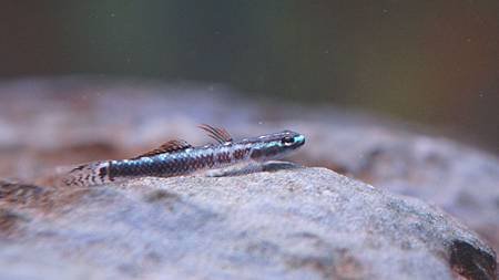 黑鰭枝枒鰕虎公魚.JPG