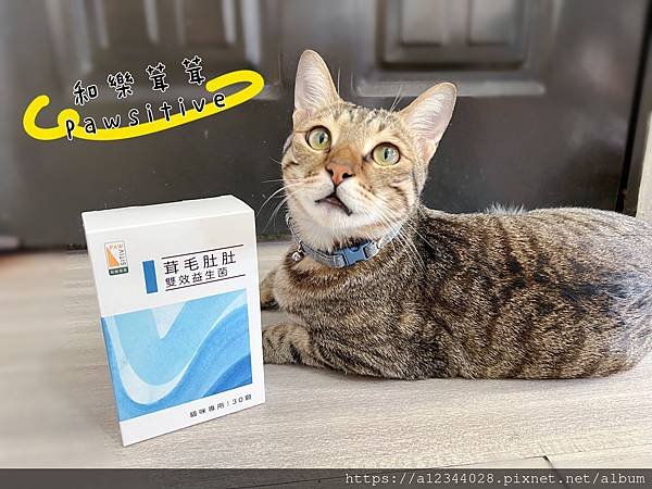 ◤Tigger體驗◢（貓咪保健品牌分享）【和樂茸茸Pawsi