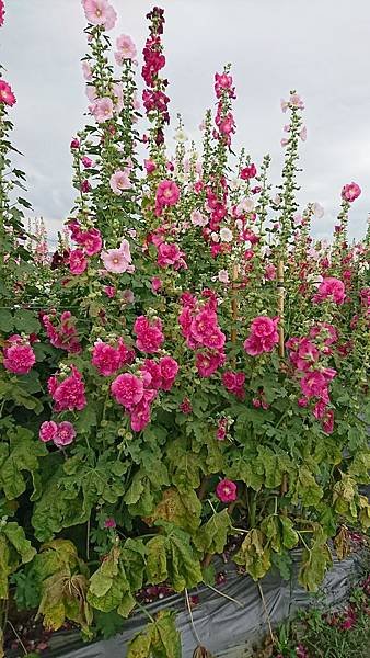 DSC_1081.JPG