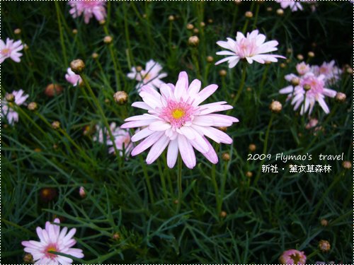 香草園_5.jpg