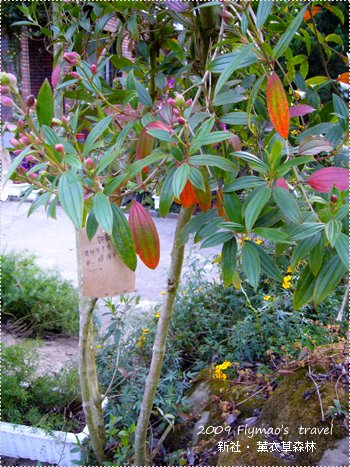 香草園_6.jpg