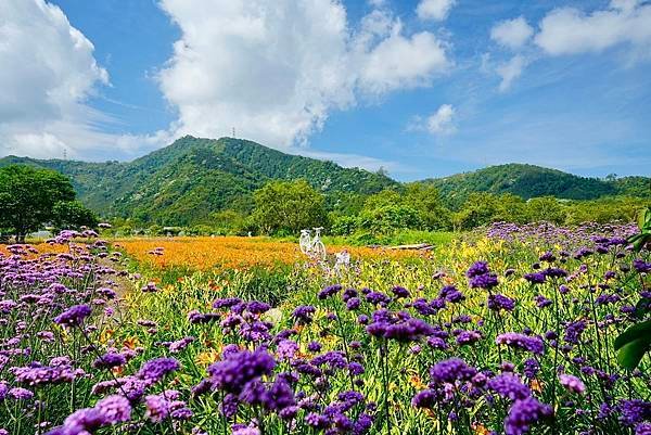 南投縣／魚池鄉頭社金針花海與紫色夢幻的馬鞭草。