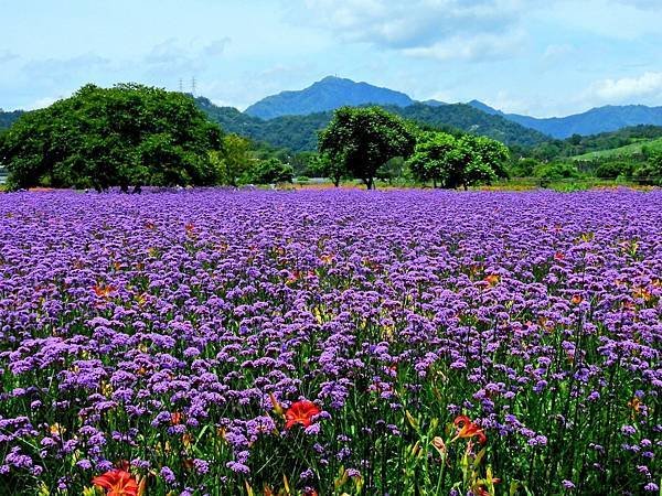 南投縣／魚池鄉頭社金針花海與紫色夢幻的馬鞭草。
