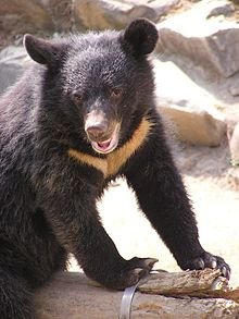 220px-Formosan_Black_Bear.JPG