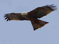 200px-Milvus_migrans_front(ThKraft).jpg