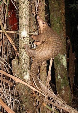 250px-Pangolin_borneo.jpg