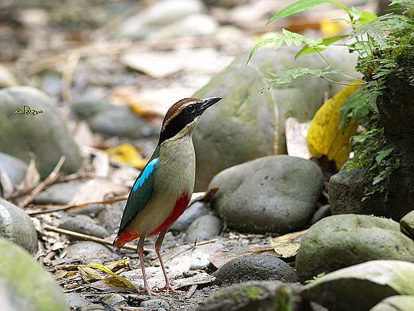 800px-Fairy_Pitta_3952.jpg