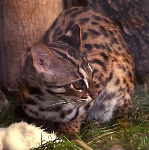 Bengalkatze.jpg