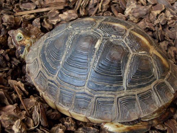 800px-Chineseboxturtle.jpg