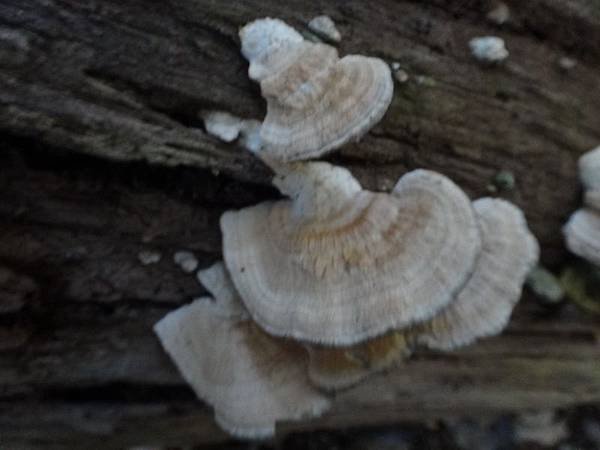 DSC08067_調整大小.JPG