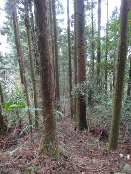 DSC08525_調整大小.JPG