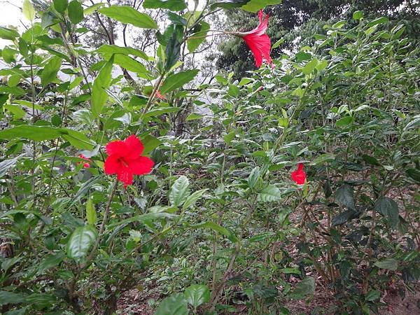 DSC09502_調整大小.JPG
