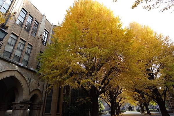 東京銀杏與楓葉