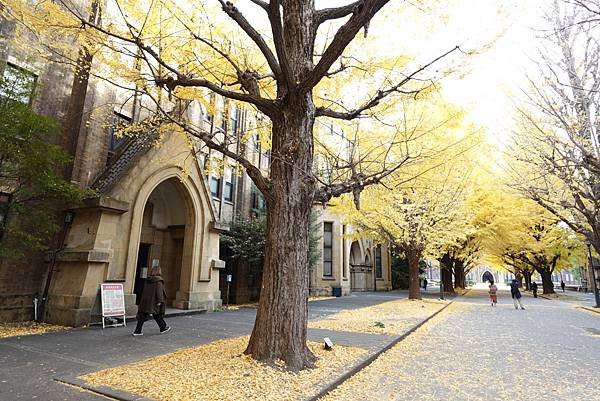 東京銀杏與楓葉