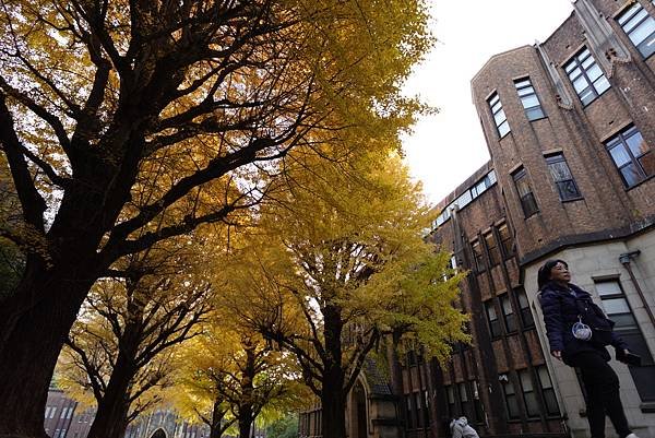 東京銀杏與楓葉