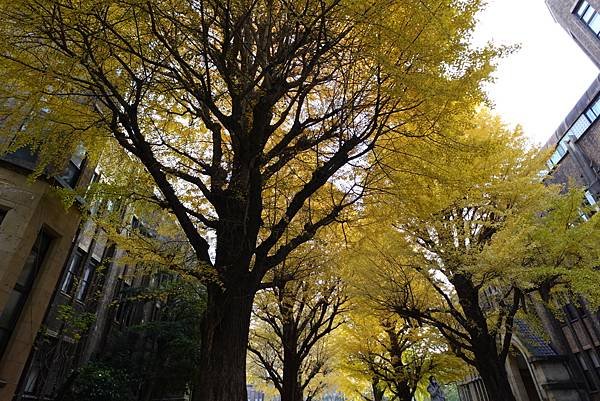 東京銀杏與楓葉