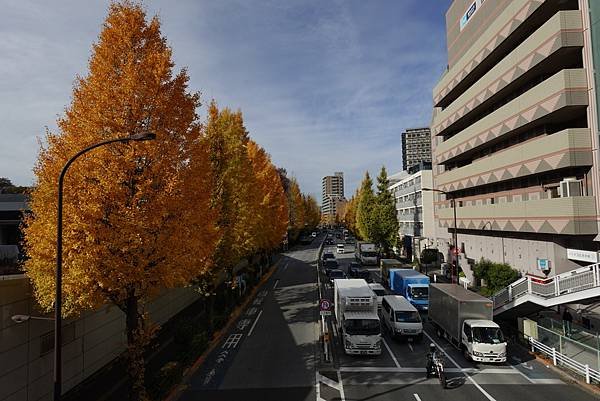 東京銀杏與楓葉