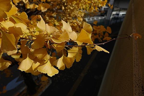 東京銀杏與楓葉