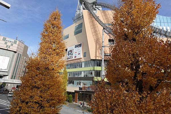 東京銀杏與楓葉