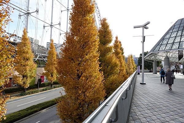 東京銀杏與楓葉