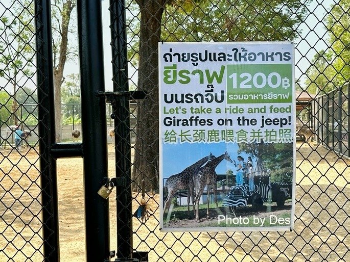 【遊記】泰國．大城．大城獅子動物園(體驗泰國最夯與動物合照親